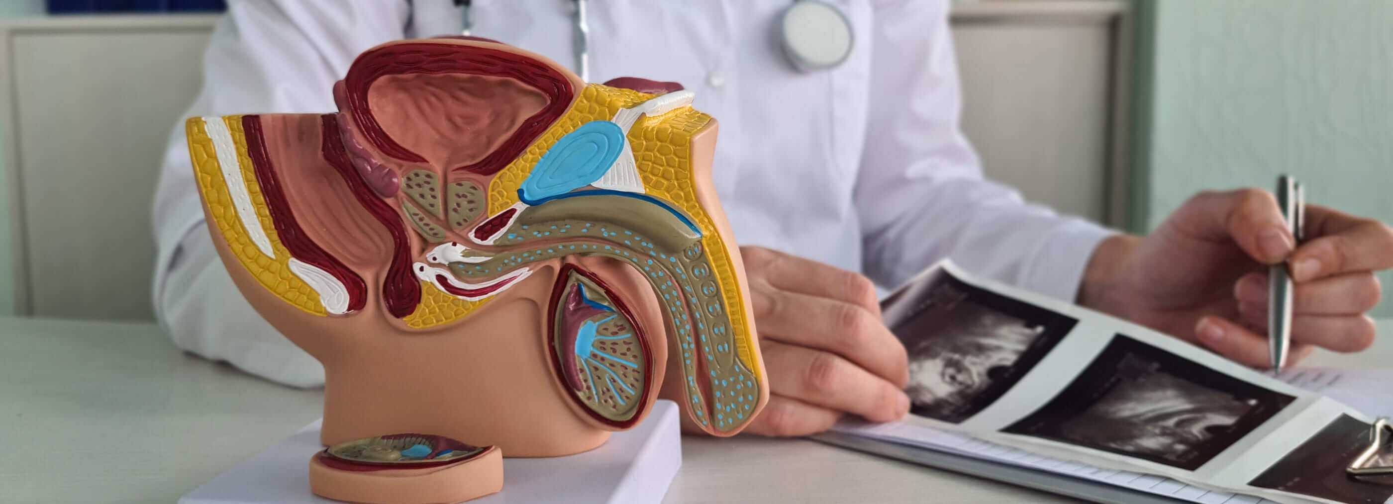 Konsultacja andrologiczno-urologiczna Warszawa Wola i Płock | OpenMed